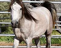 grey-arabian-gelding