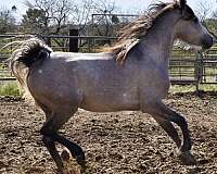 egyptian-sired-gelding