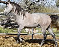 egyptian-sired-horse