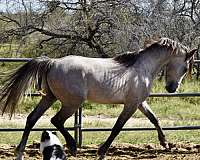 al-khamsa-arabian-horse