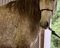 red-roan-blm-freeze-brand-horse