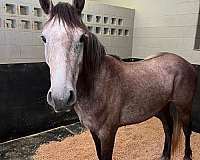 dappled-mustang-horse