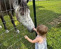 trail-riding-mustang-horse