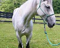 horsemanship-andalusian-horse