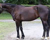 brown-vaquero-horse