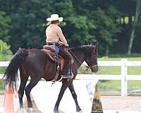 dressage-mustang-horse