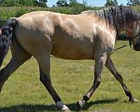 stripesnipsocks-horse