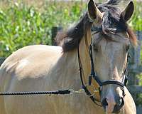 buckskin-stripesnipsocks-horse