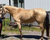 hunt-seat-equitation-lusitano-horse