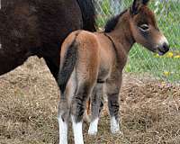 dun-stockings-horse