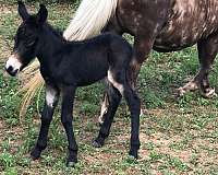 mule-markings-horse