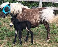 black-mule-markings-horse