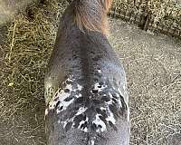 black-blanket-appaloosa-horse