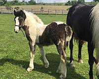 gypsy-vanner-vanner-horse
