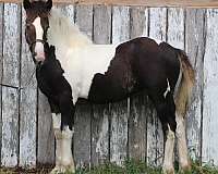 gypsy-vanner-vanner-horse