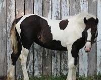 blaze-tobiano-pinto-horse