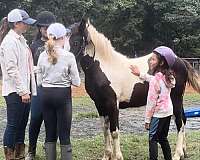 all-around-gypsy-vanner-horse