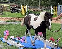 cross-gypsy-vanner-horse