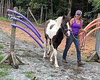 black-bay-gypsy-vanner-horse