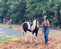 qh-cross-gypsy-vanner-horse