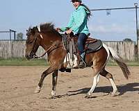 beginner-quarter-pony