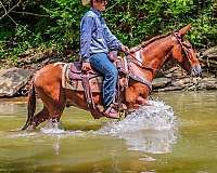 beginner-safe-quarter-horse