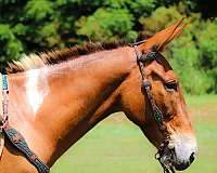 athletic-quarter-horse