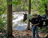 trail-spotted-saddle-horse