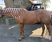 trail-riding-western-riding-quarter-horse