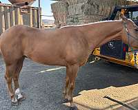 aqhq-gelding