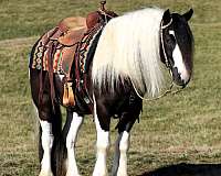 all-around-gypsy-vanner-horse