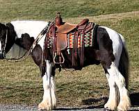 piebald-mounted-patrol-horse