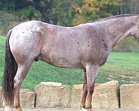 red-roan-white-horse