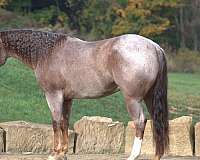 cutting-quarter-horse