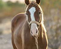 chestnut-big-blaze-one-sock-bright-flaxen-mane-tail-horse