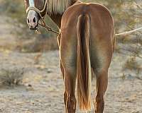 all-around-quarter-horse