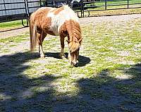 halter-project-miniature-horse