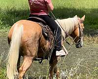 husband-safe-quarter-horse