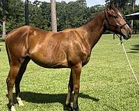 nurse-mare-appendix-horse