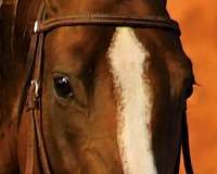 chrome-head-stripe-all-4-lower-legs-horse