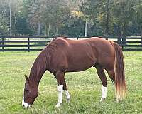 sorrel-chrome-head-stripe-all-4-lower-legs-horse