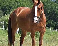 show-win-warmblood-horse