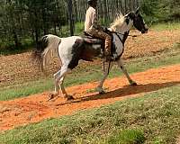 all-around-tennessee-walking-horse