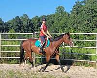 warmblood-gelding