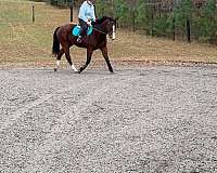 advanced-beginner-warmblood-horse