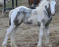 blue-eye-with-eyeliner-horse