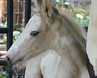 buckskin-blue-eye-with-eyeliner-horse