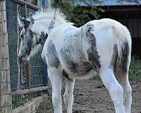 buckskin-black-tail-horse