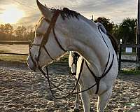 equitation-thoroughbred-horse