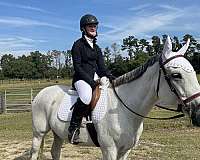 hunt-seat-equitation-thoroughbred-horse